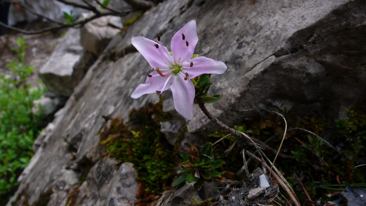 Ericacea? si, Rhodothamnus chamaecistus